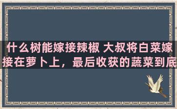 什么树能嫁接辣椒 大叔将白菜嫁接在萝卜上，最后收获的蔬菜到底是什么样的味道